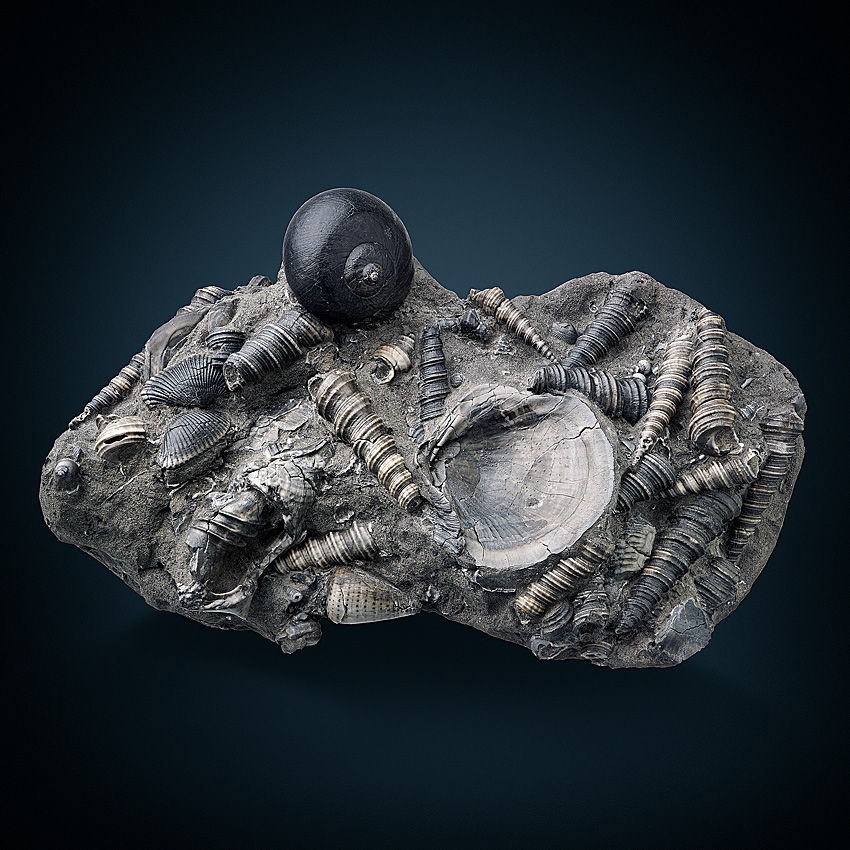 Fossil In Limestone