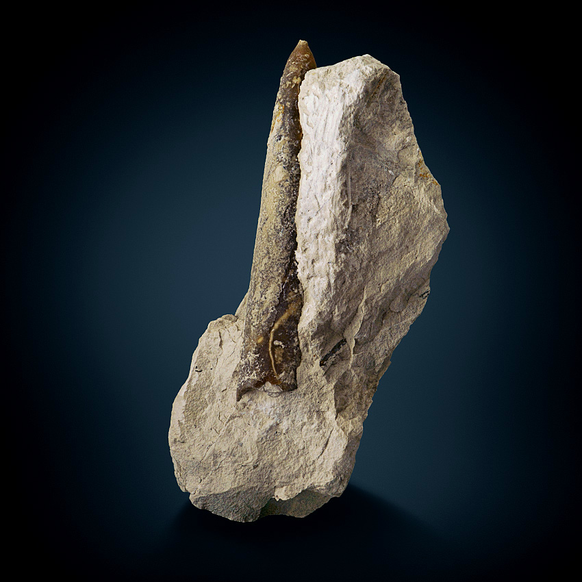Belemnite Fossil In Limestone