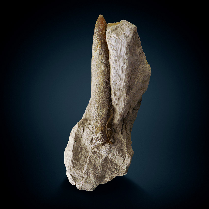 Belemnite Fossil In Limestone