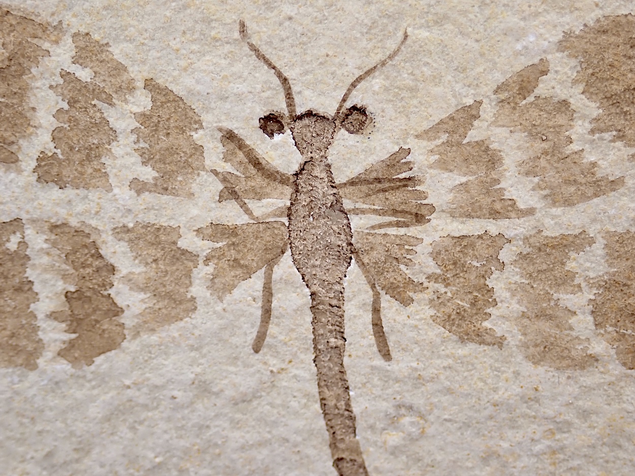 Fossil