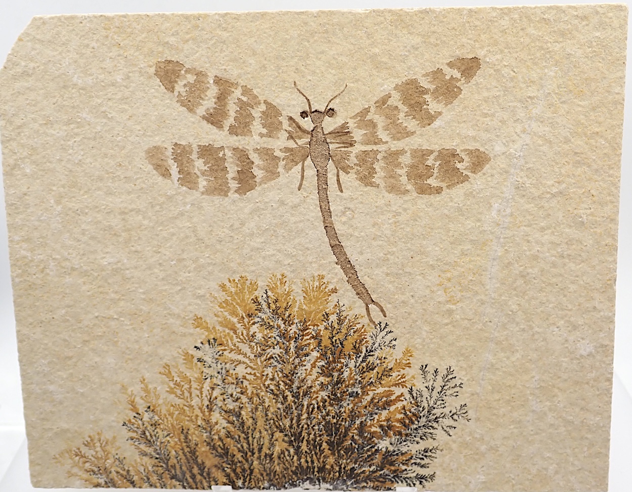 Fossil
