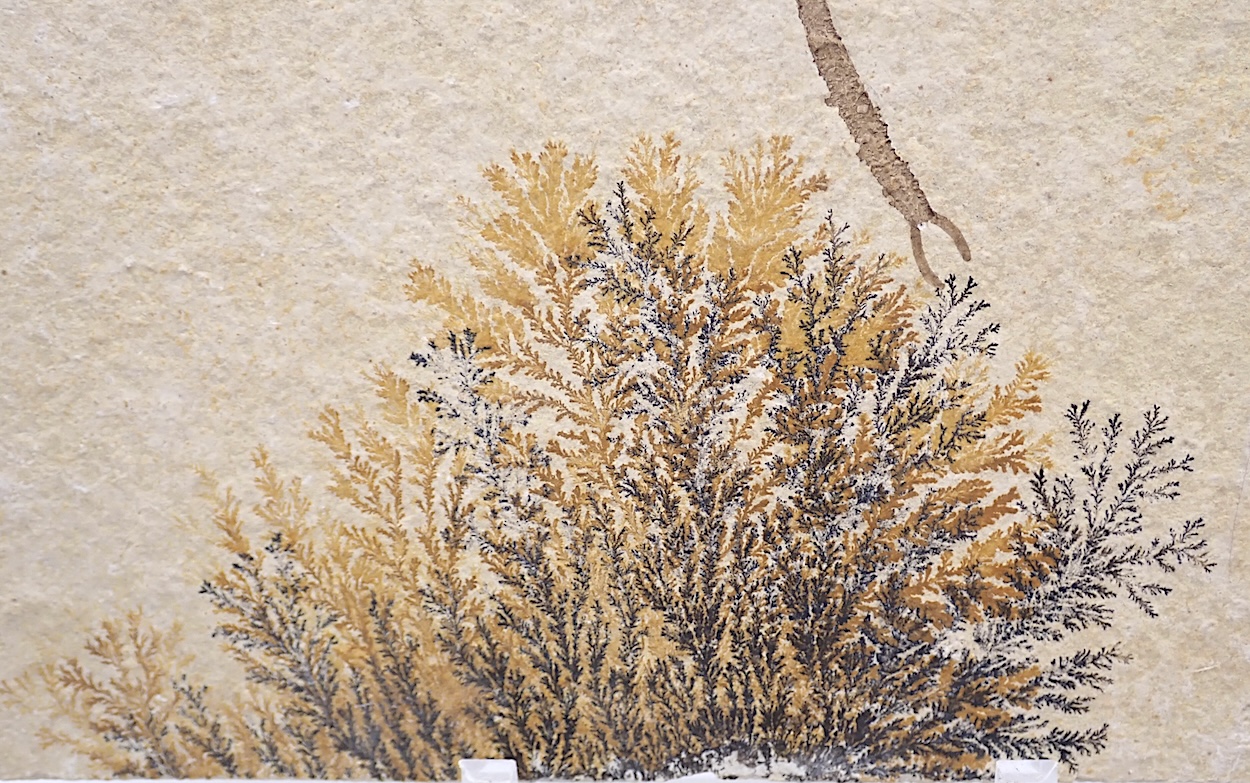 Fossil