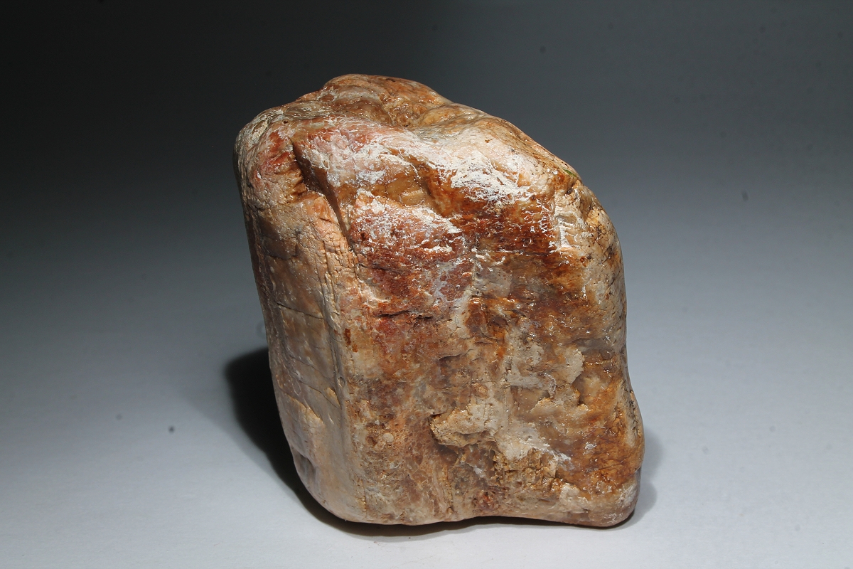 Petrified Wood