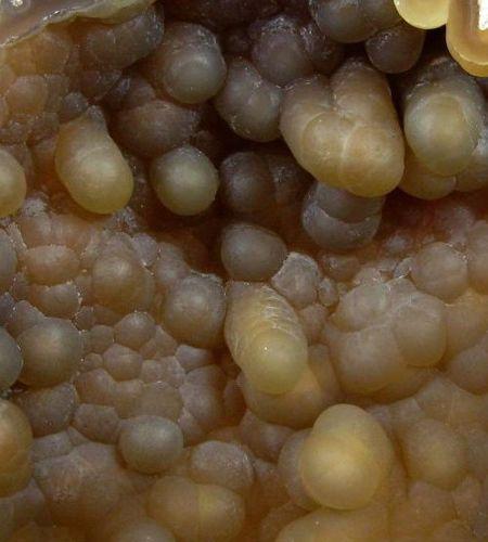 Chalcedony Psm Fossil Coral