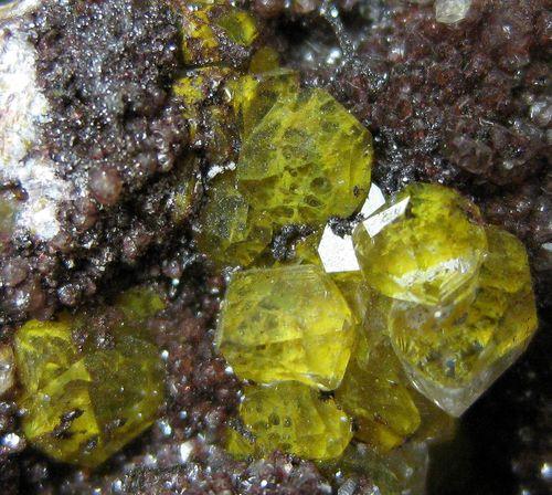 Quartz Var Eisenkiesel Psm Fossil Archaea Bacteria Gold Fossil Fungi Mycelium