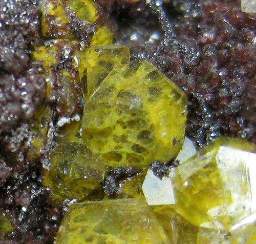 Quartz Var Eisenkiesel Psm Fossil Archaea Bacteria Gold Fossil Fungi Mycelium