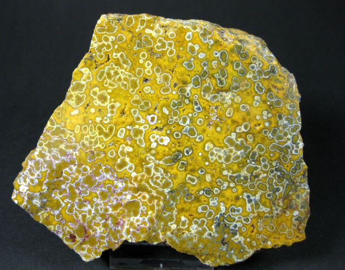 Quartz Var Eisenkiesel Psm Fossil Stromatolite