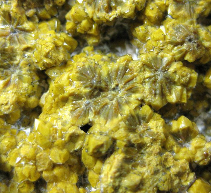 Quartz Var Eisenkiesel Psm Fossil Stromatolite
