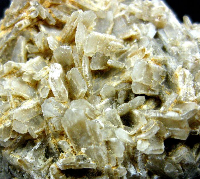 Baryte Psm Fossil Shell