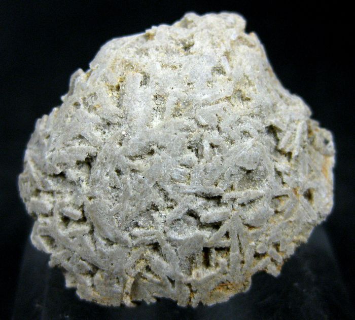 Baryte Psm Fossil Shell