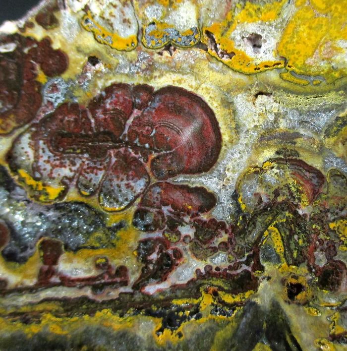 Quartz Var Eisenkiesel Psm Fossil Stromatolite