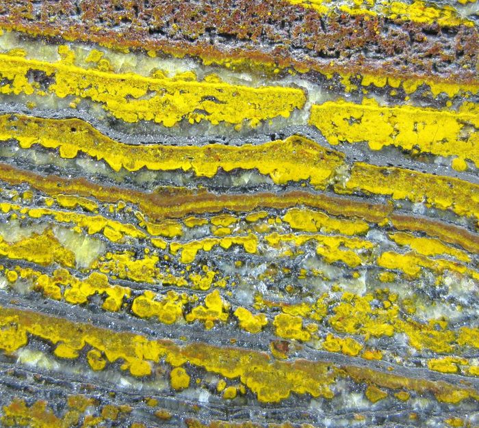 Quartz Var Eisenkiesel Psm Fossil Stromatolite With Hematite
