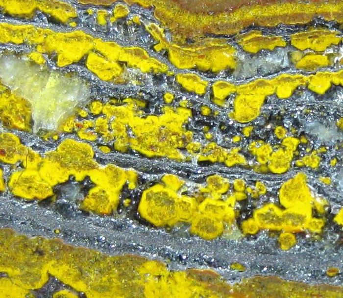 Quartz Var Eisenkiesel Psm Fossil Stromatolite With Hematite