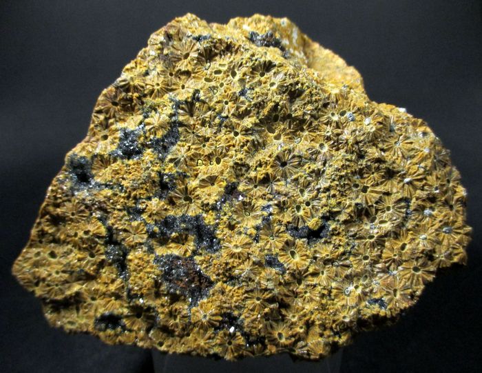 Quartz Var Eisenkiesel Psm Fossil Stromatolite & Hematite