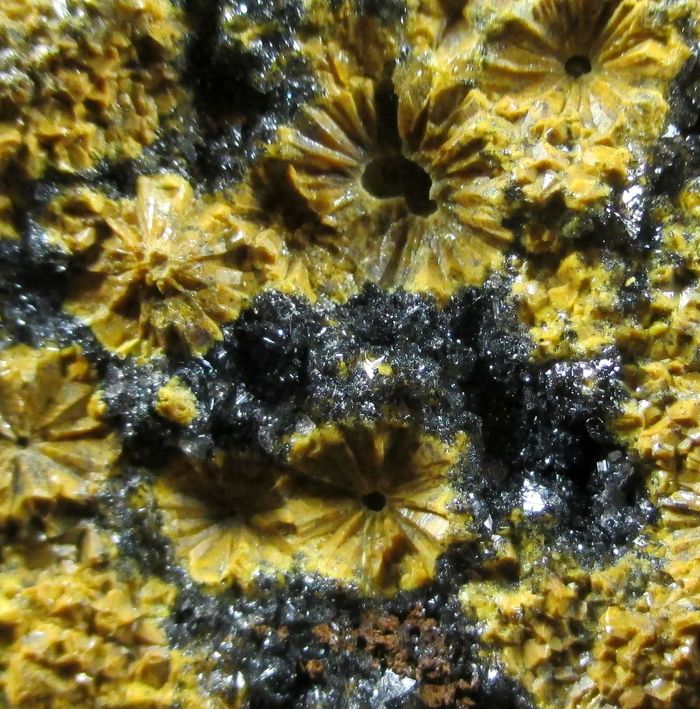 Quartz Var Eisenkiesel Psm Fossil Stromatolite & Hematite