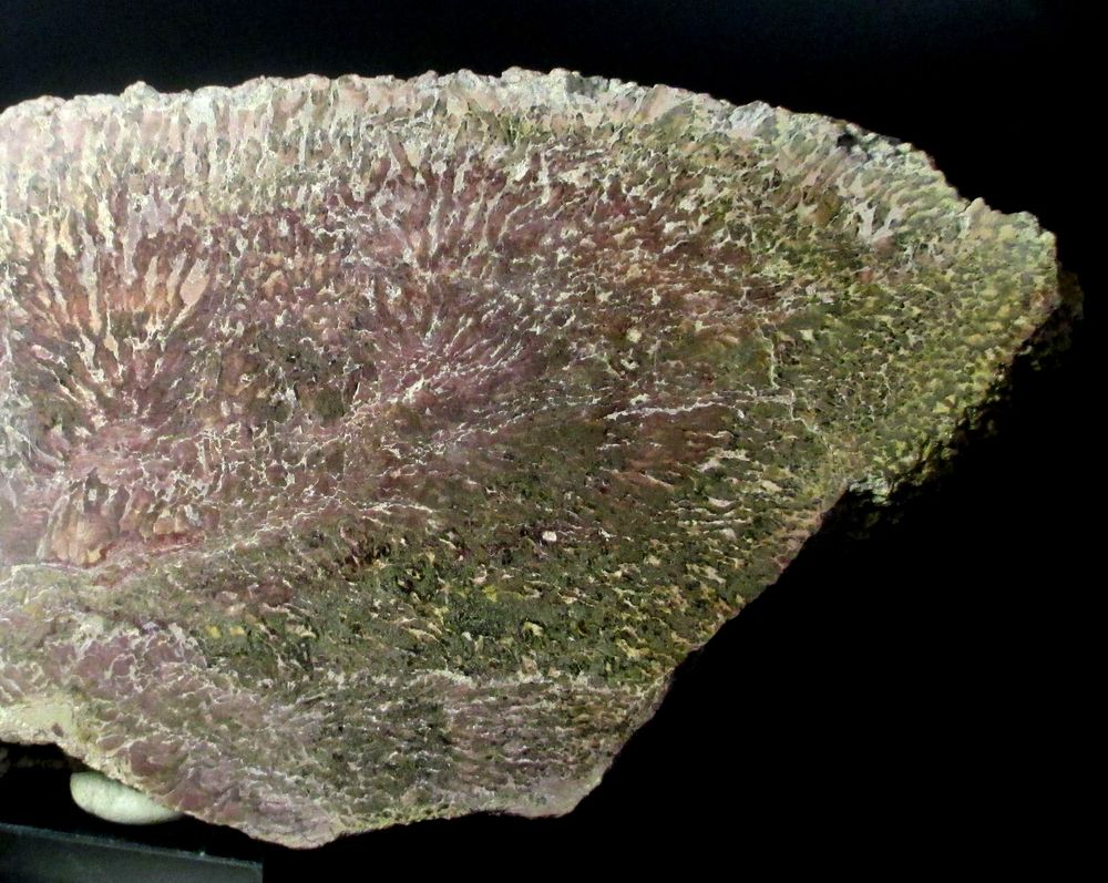 Jasper Psm Fossil Stromatolite