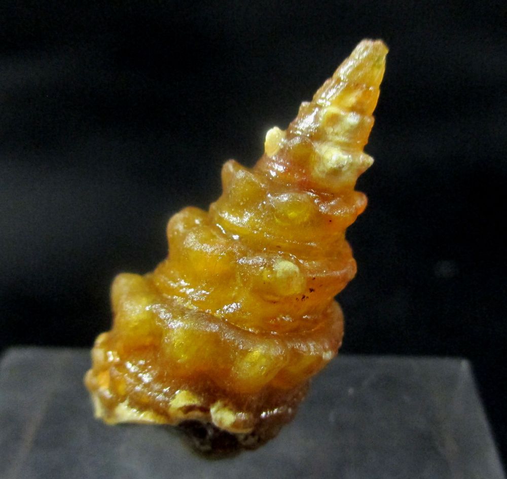 Mogánite & Chalcedony Psm Fossil Snail Shell