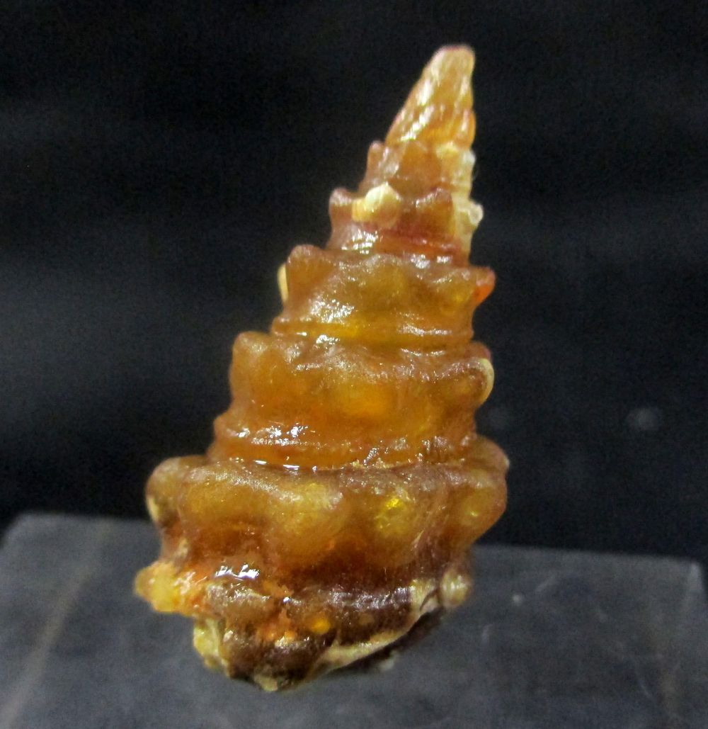 Mogánite & Chalcedony Psm Fossil Snail Shell