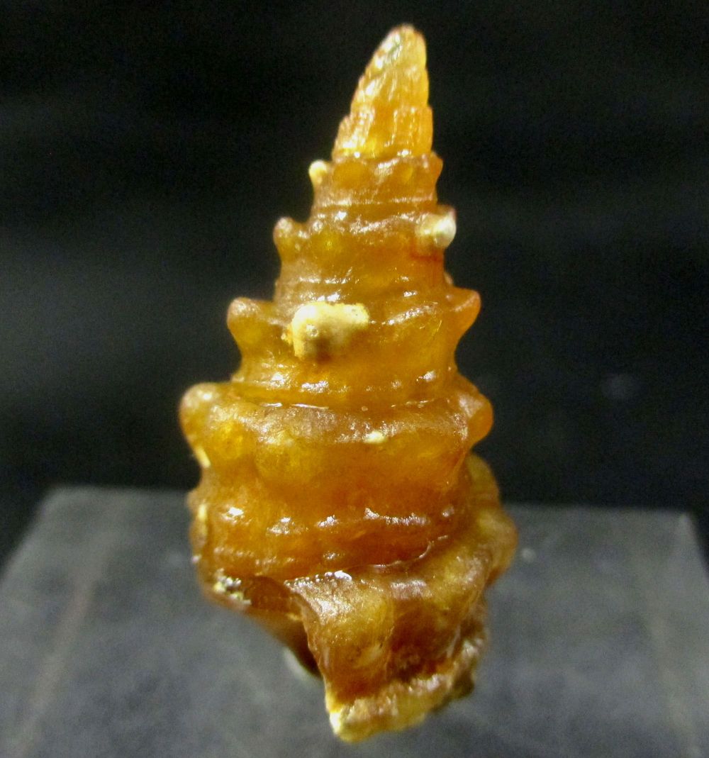 Mogánite & Chalcedony Psm Fossil Snail Shell