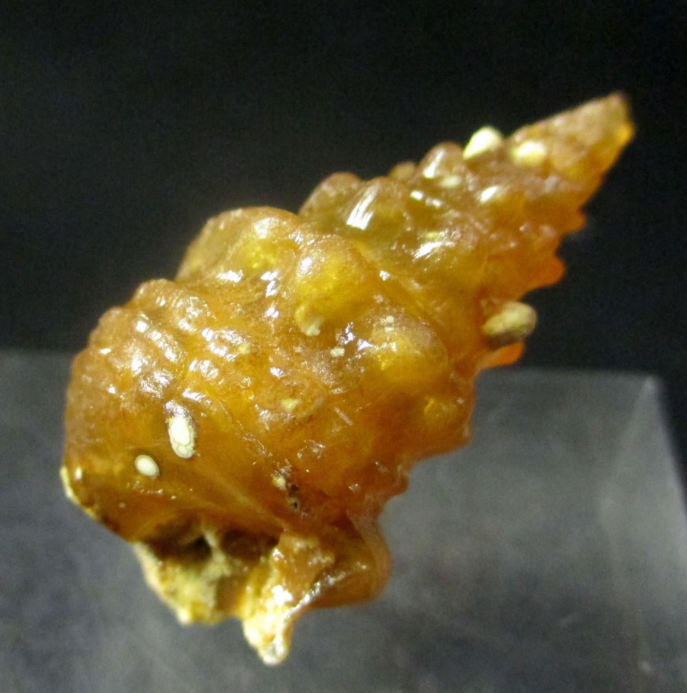 Mogánite & Chalcedony Psm Fossil Snail Shell