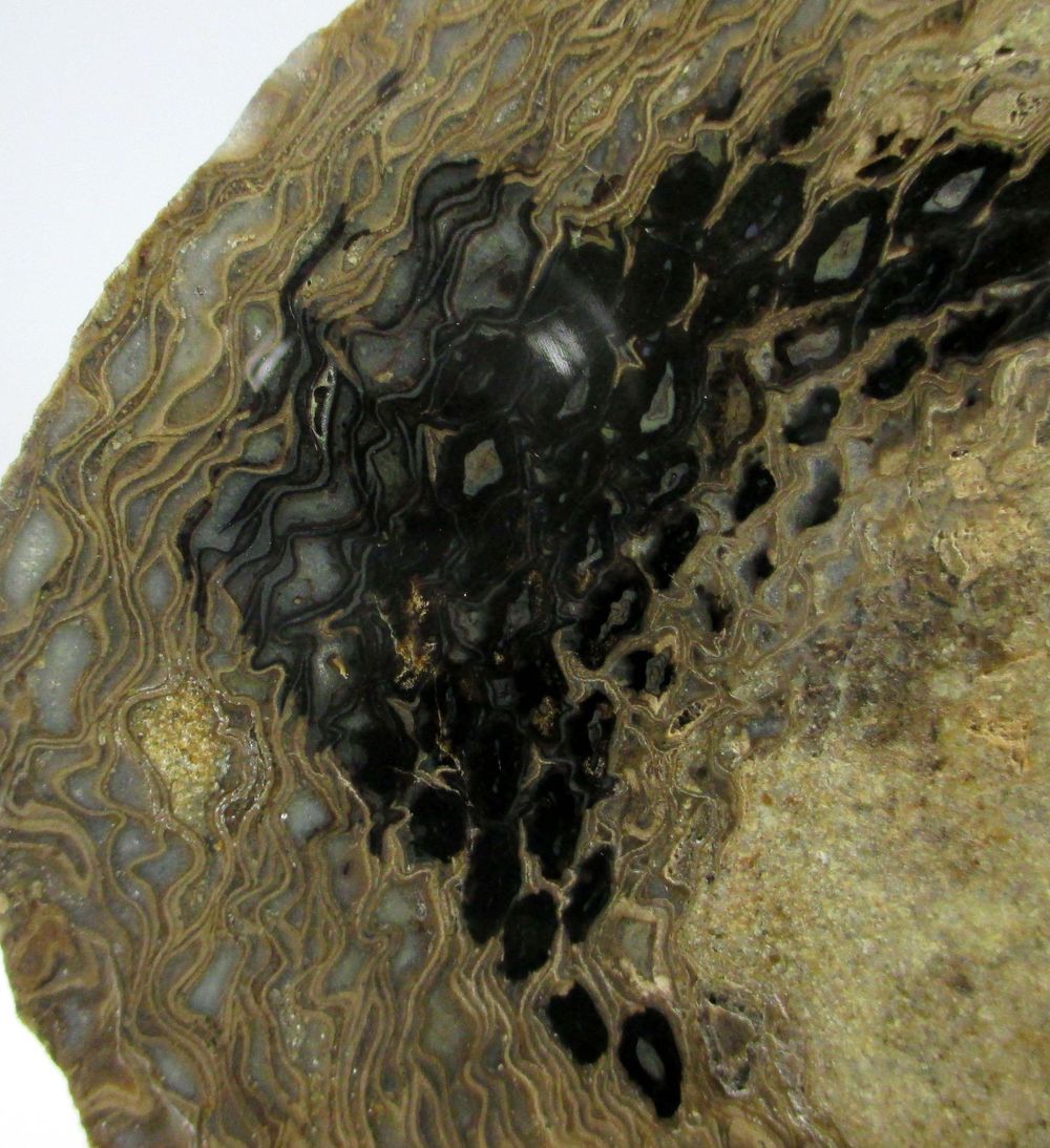 Chalcedony Psm Fossil Pine Cone