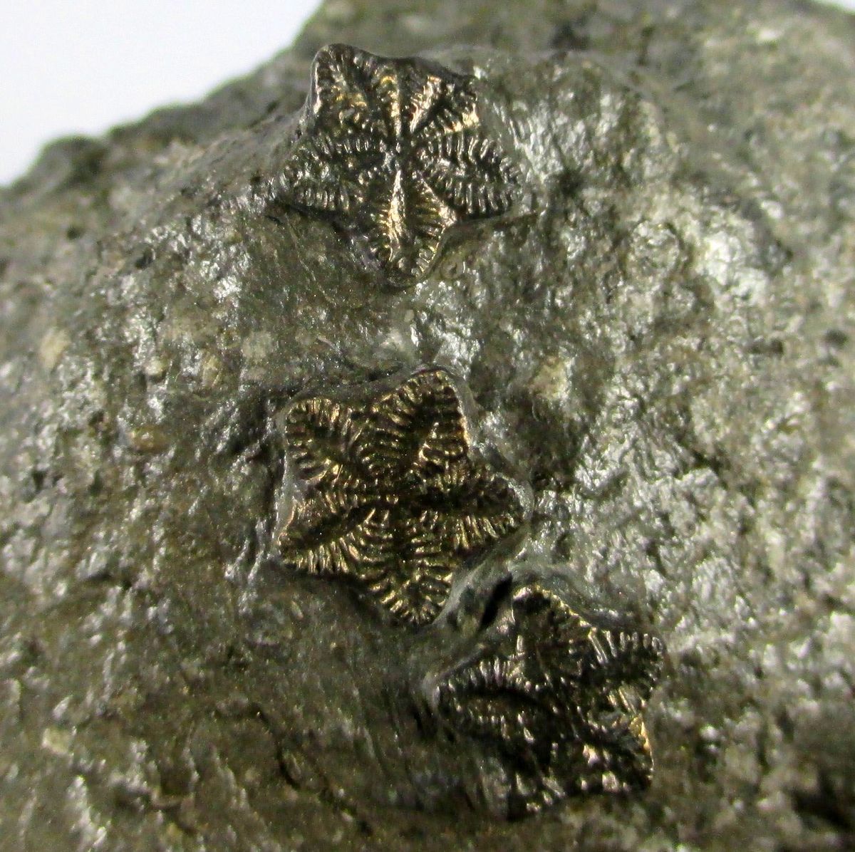Pyrite Psm Fossil Crinoid