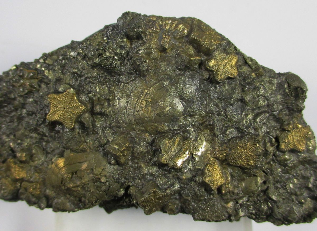 Pyrite Psm Fossil Crinoid & Shell