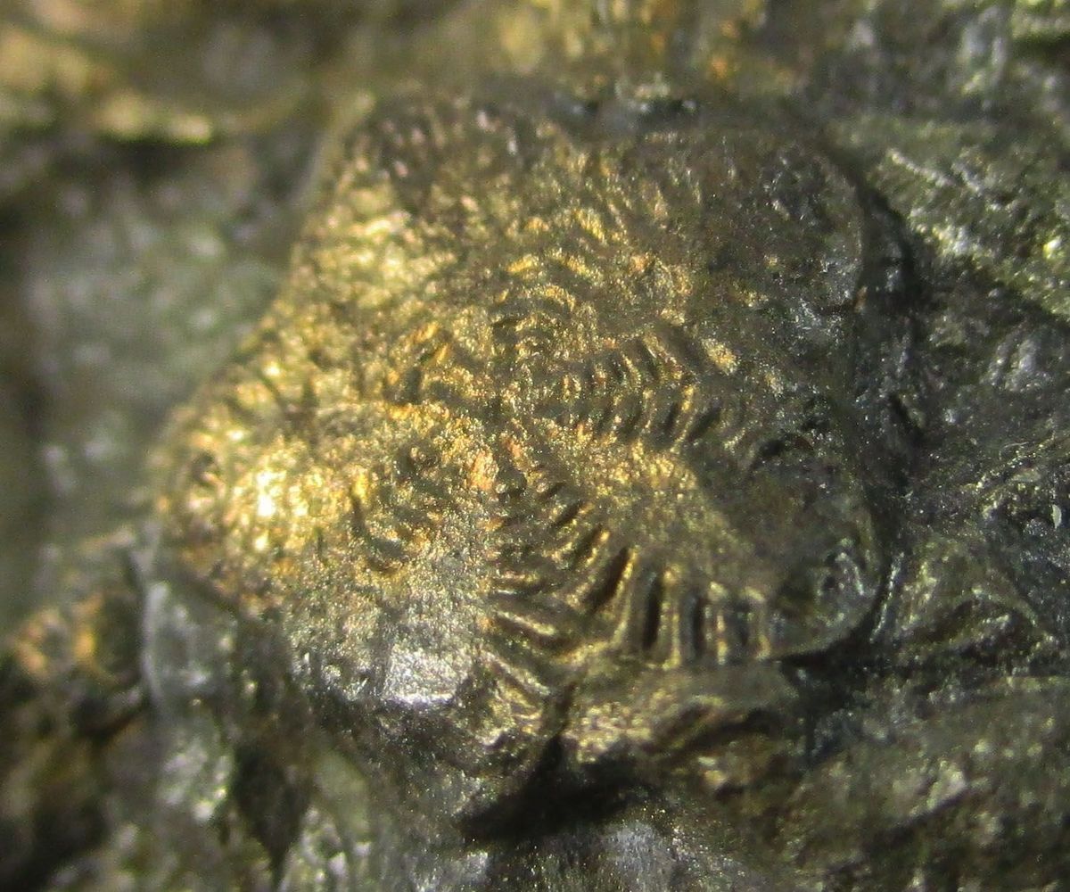 Pyrite Psm Fossil Crinoid & Shell