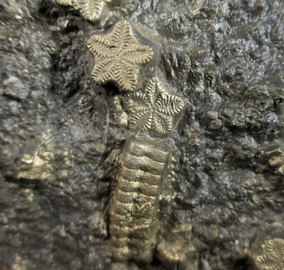 Pyrite Psm Fossil Crinoid & Ammonite Shell