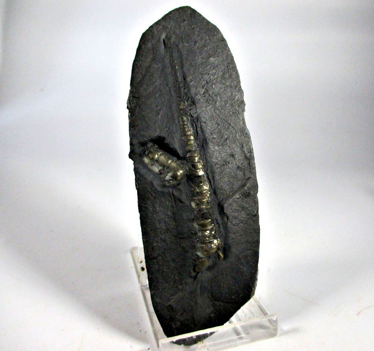 Pyrite Psm Fossil Orthoceras