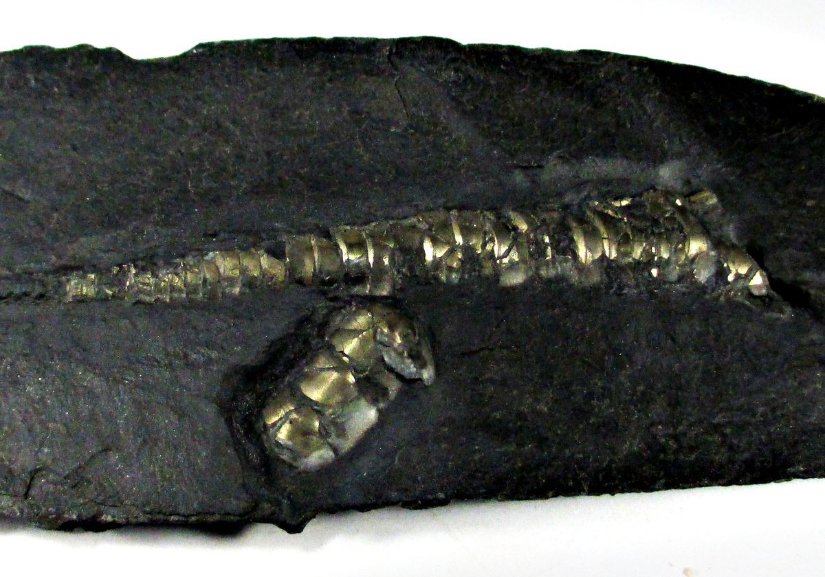 Pyrite Psm Fossil Orthoceras