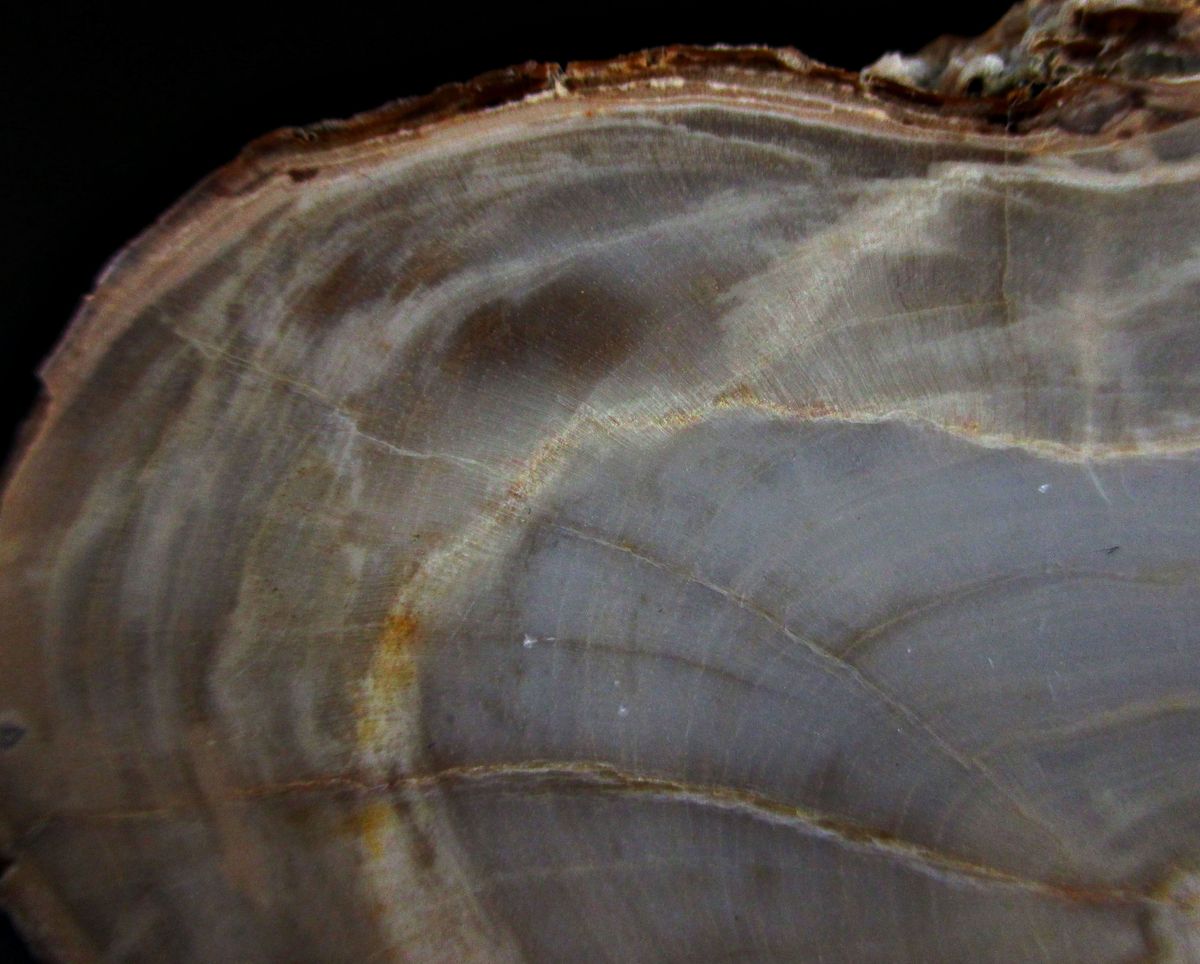 Opal Psm Fossil Wood