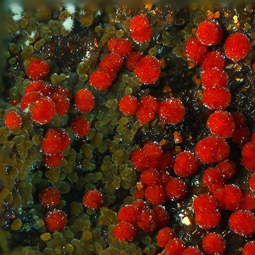 Umohoite