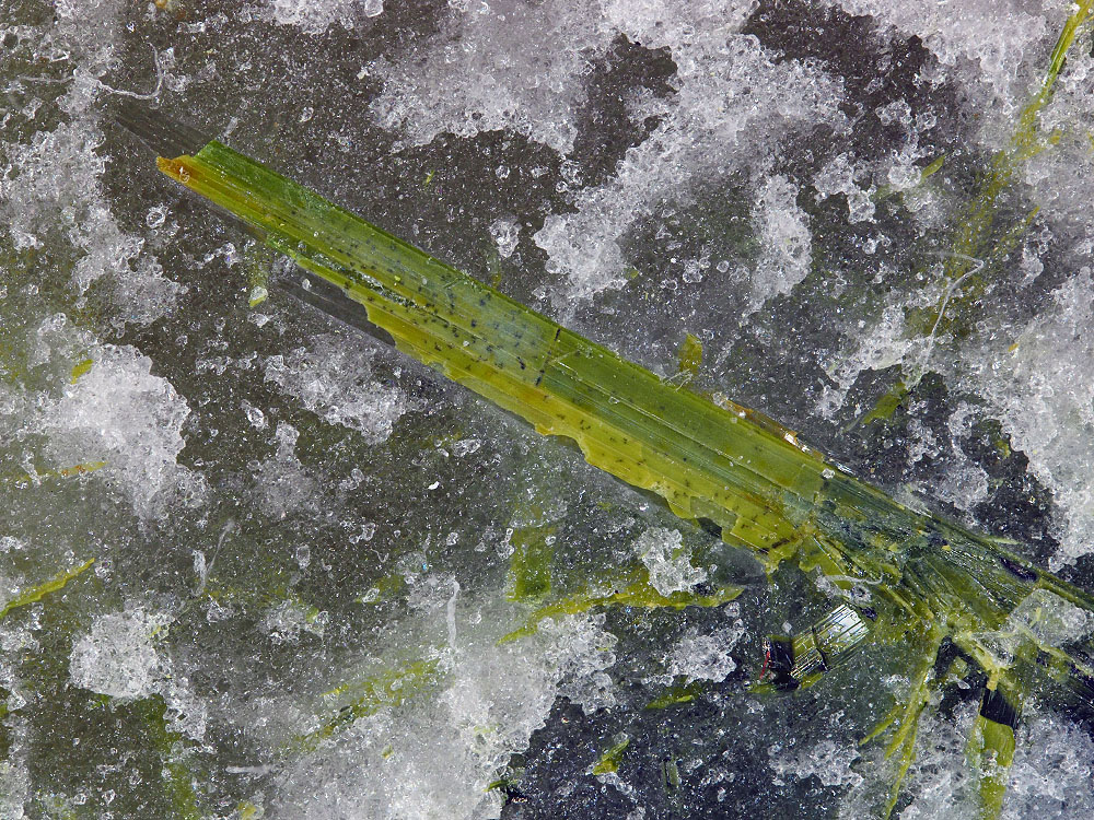 Pizgrischite