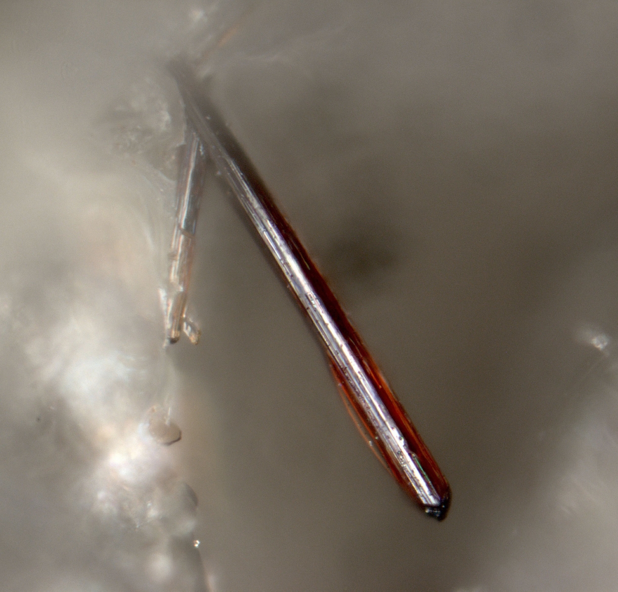 Stefanweissite