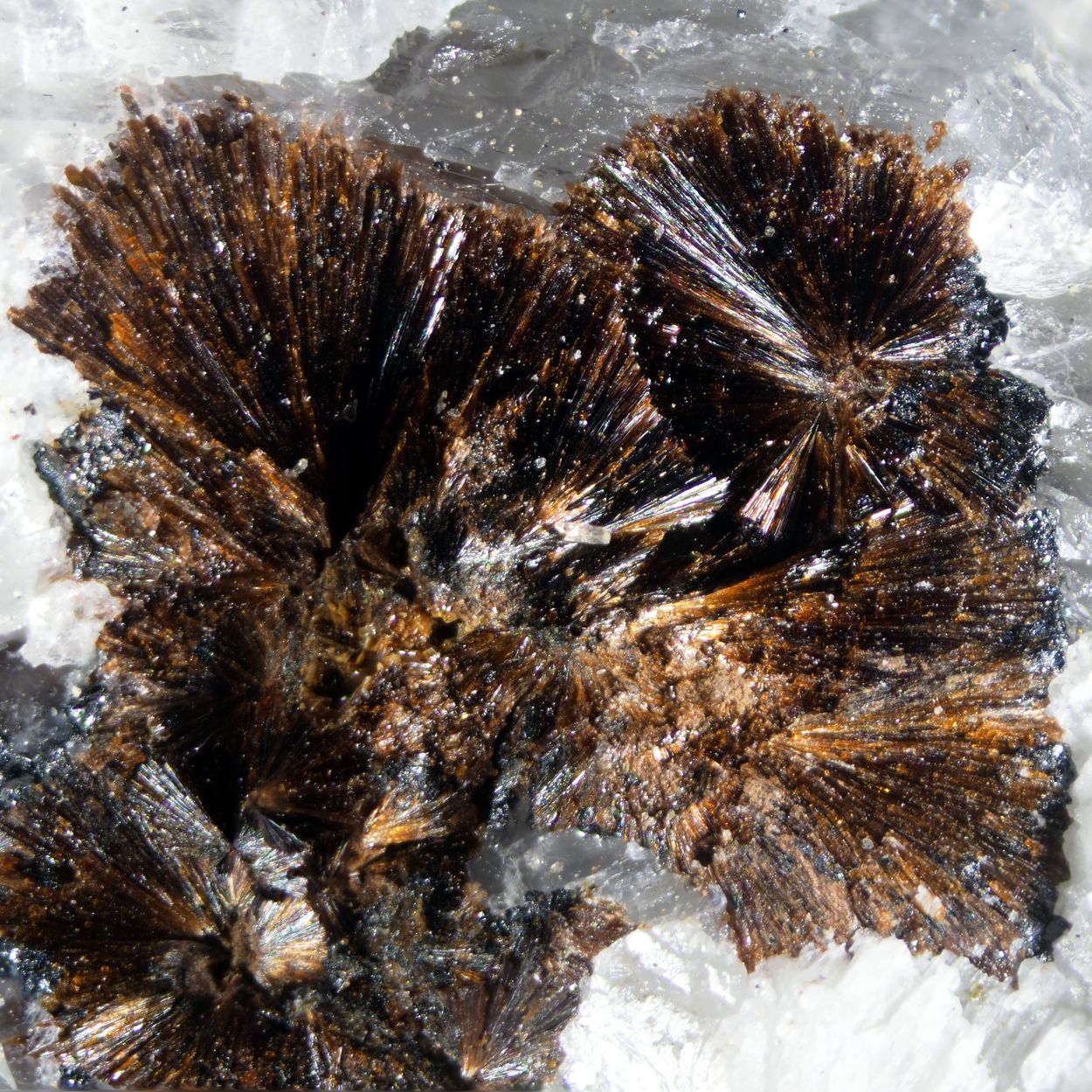 Macfallite