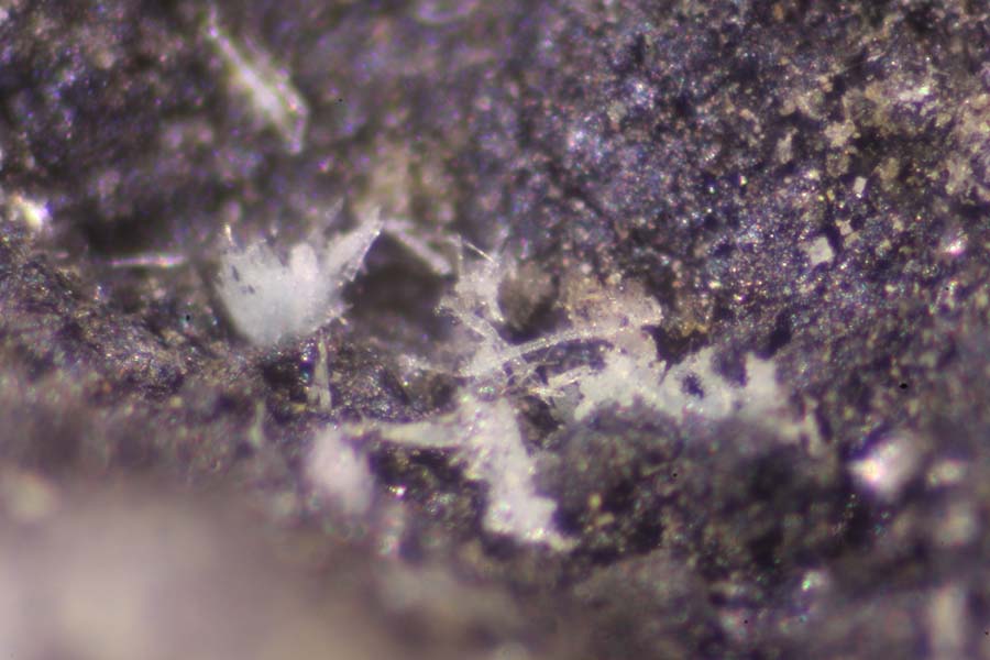 Fernandinite & Melanovanadite