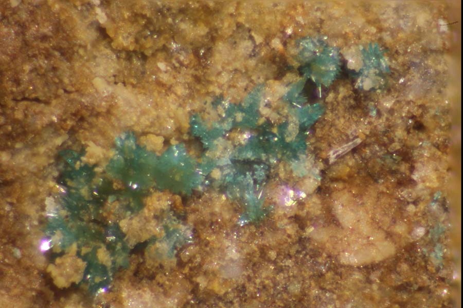 Niedermayrite