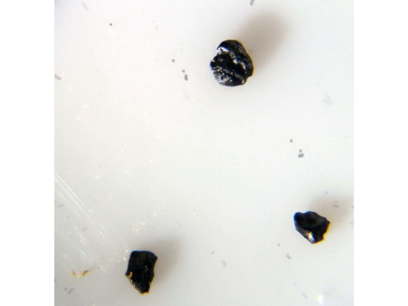 Kleberite