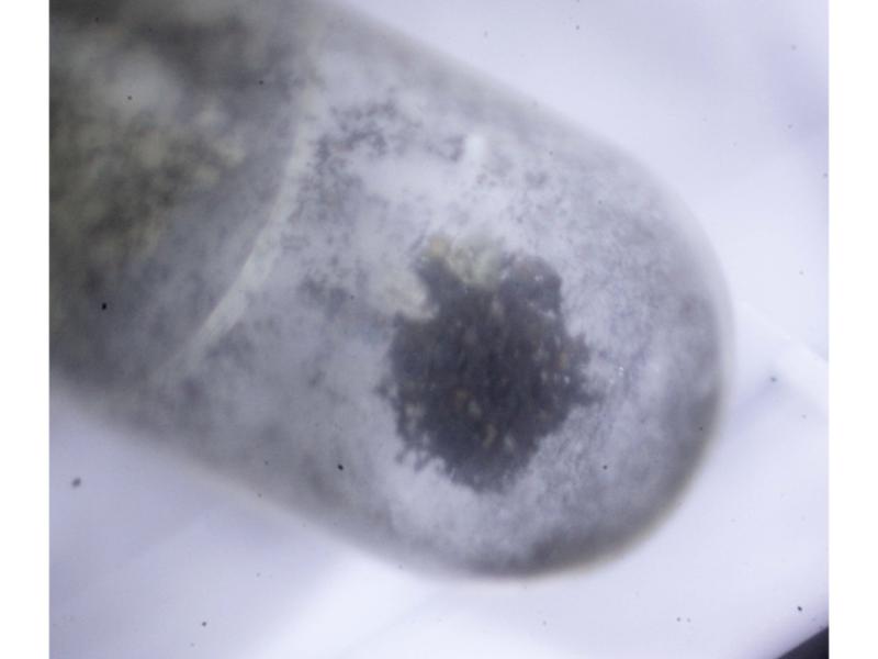 Karelianite