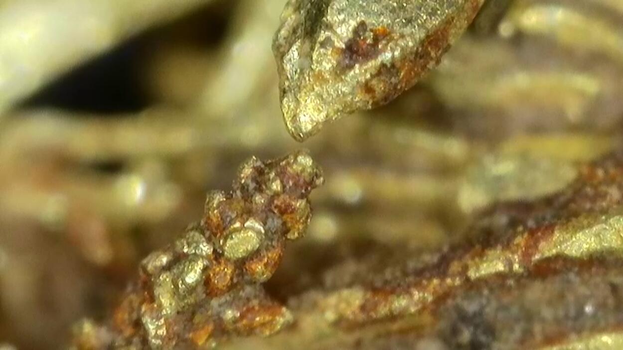 Native Gold