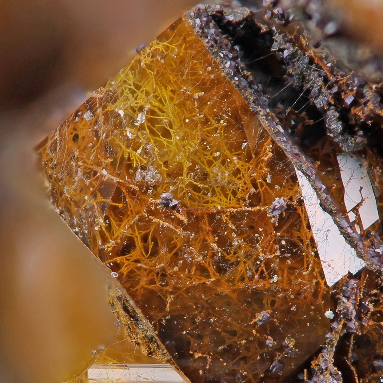 Quartz With Fossil Fungi Inclusions