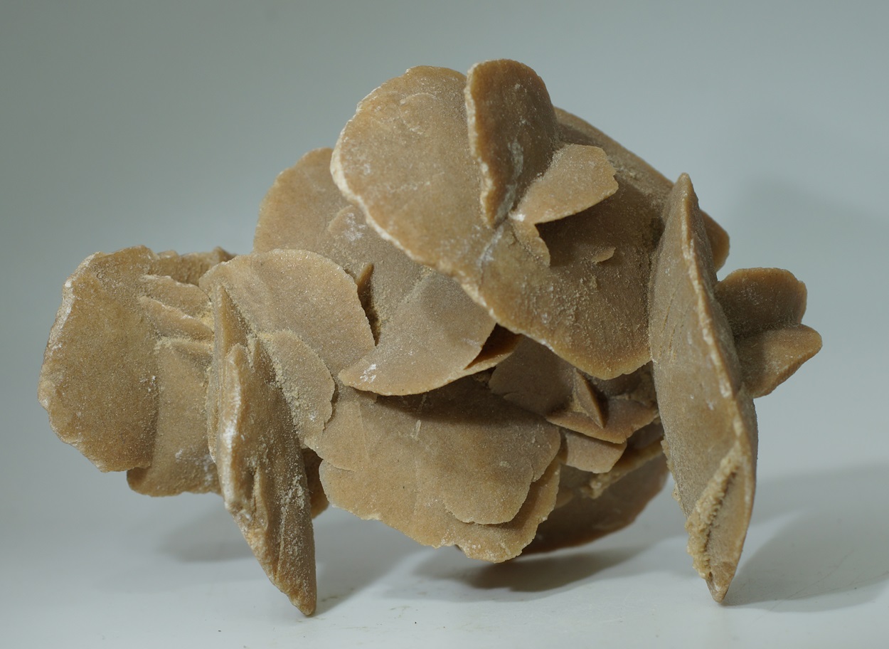 Desert Rose