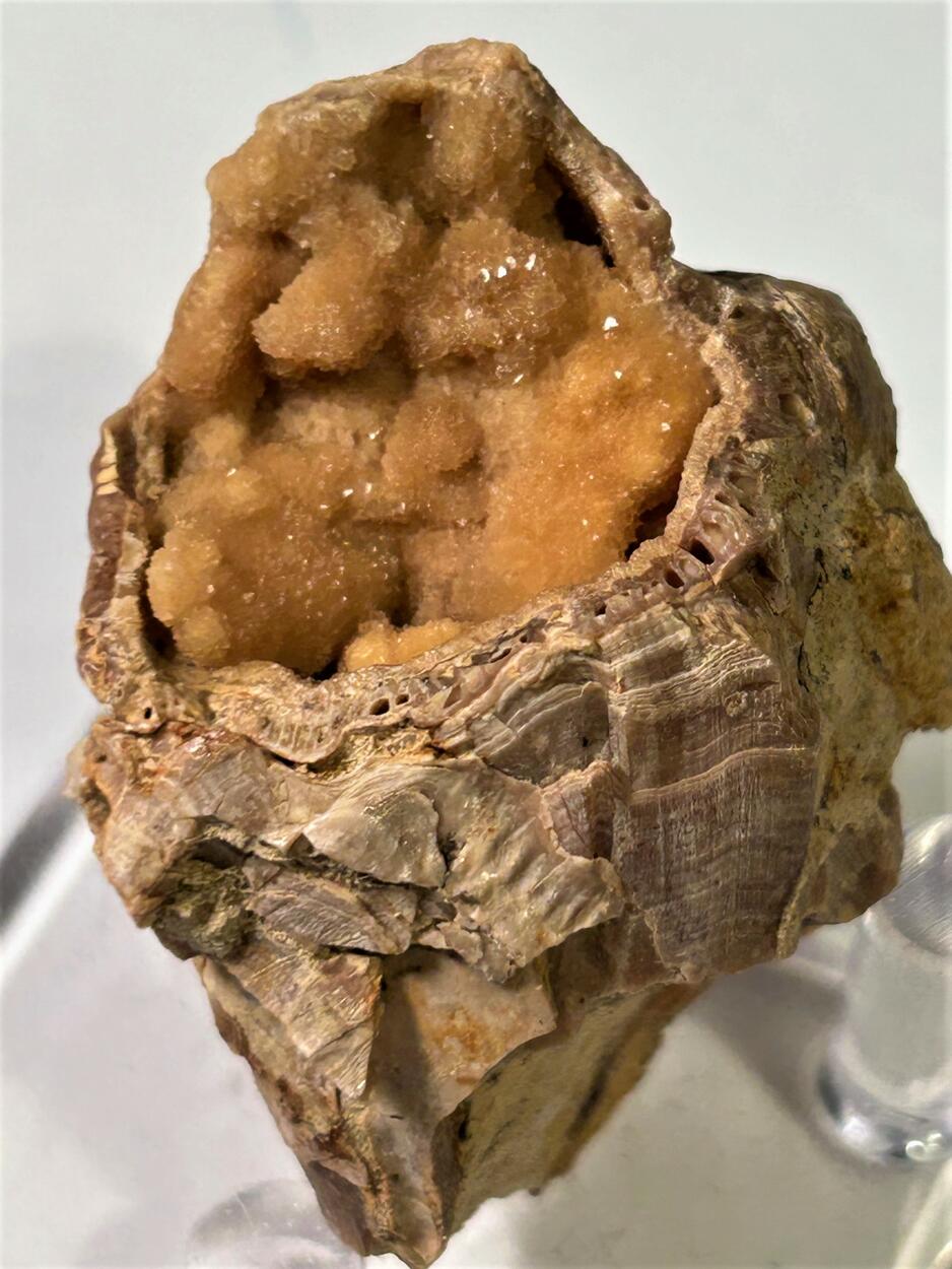 Calcite In Fossil
