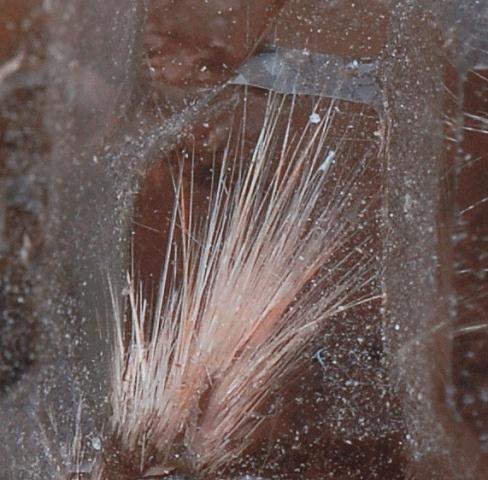 Eudidymite & Smoky Quartz