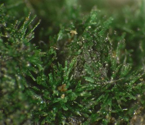 Piypite