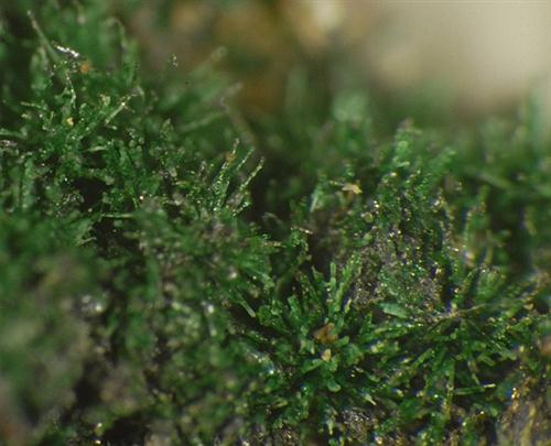 Piypite