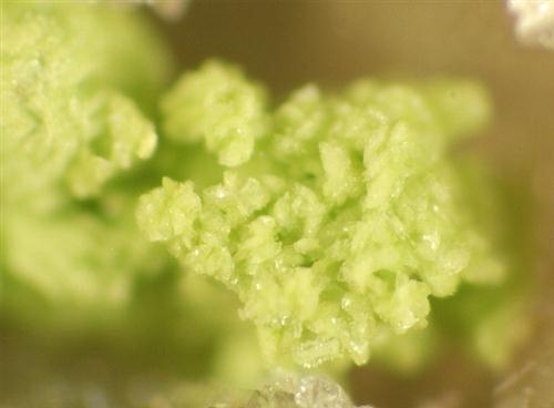 Gartrellite