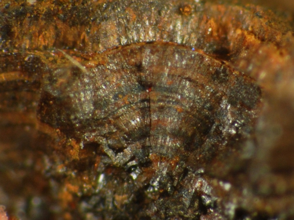 Chukanovite