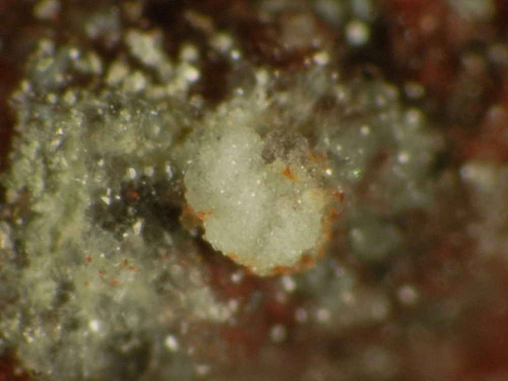 Langbeinite